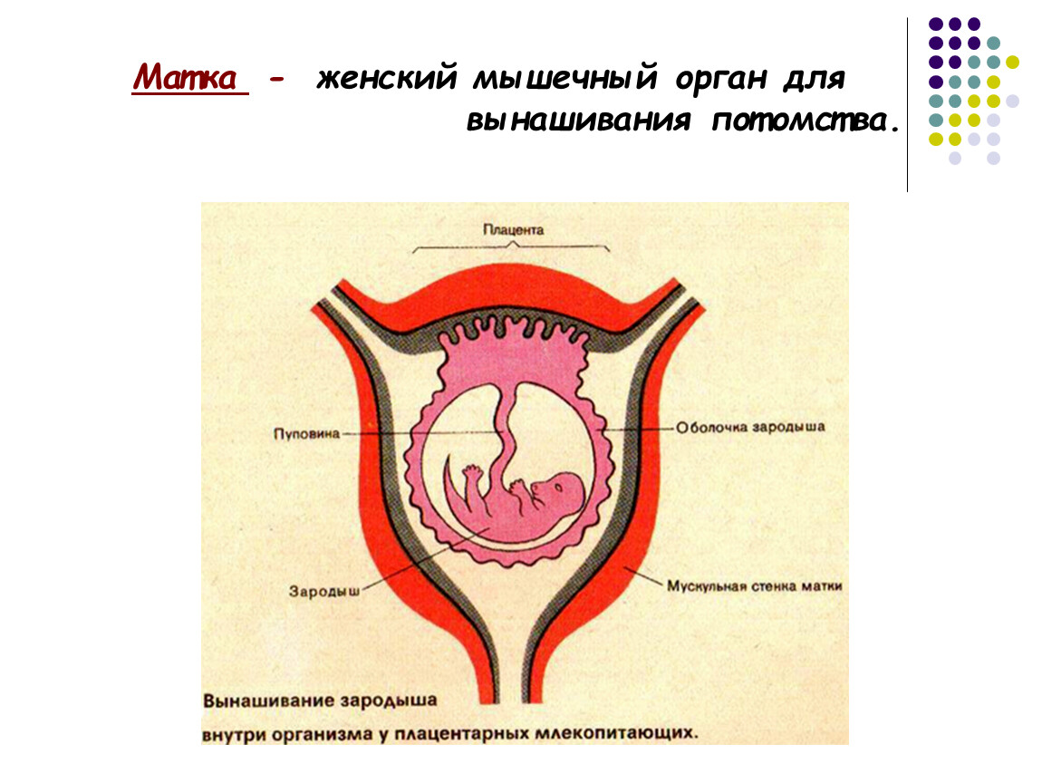 Матка это. Женский мышечный орган для вынашивания потомства. Матка женский мышечный орган. Матка схема.