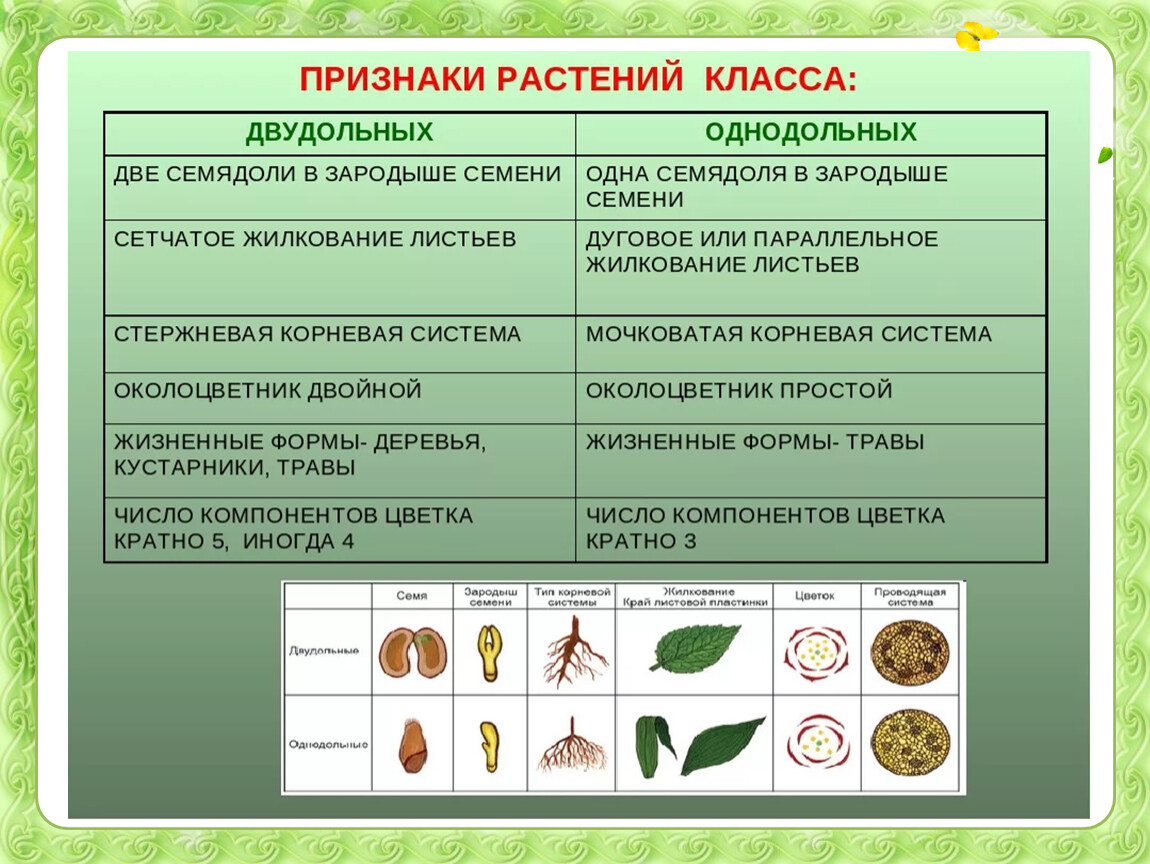 Отличие семян. Признаки однодольных и двудольных растений. Признаки класса однодольных и двудольных растений. Признаки растений класса однодольных и класс двудольных растений. Однодольные и двудольные растения признаки таблица.