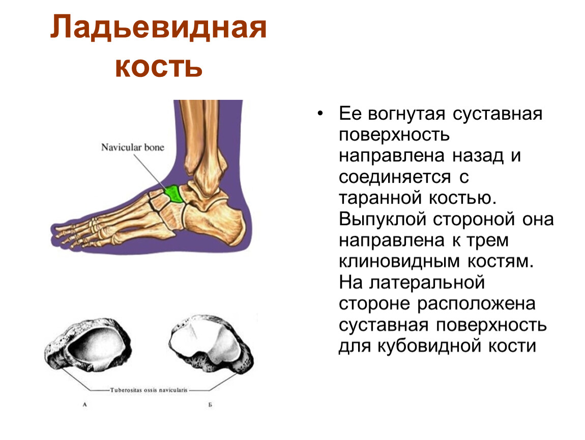 Ладьевидная кость стопы фото где находится