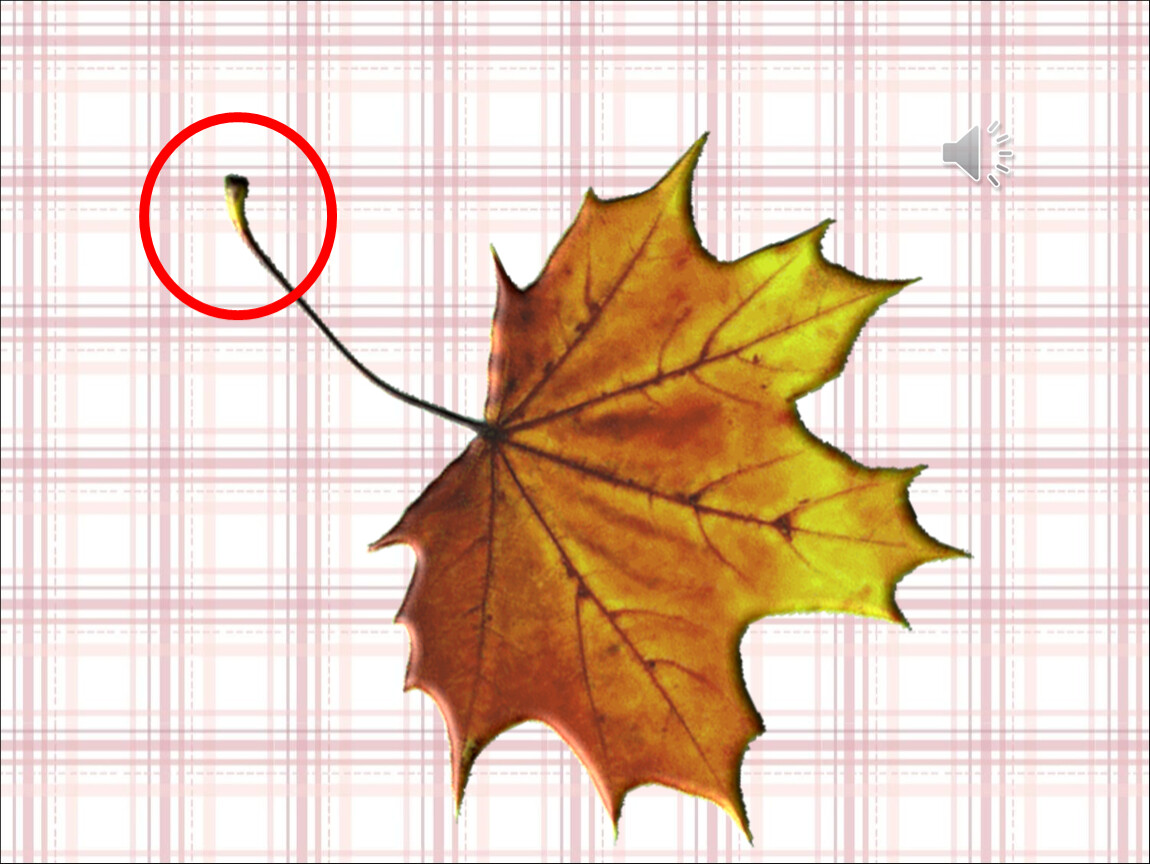 В клетках листья клена днем происходит. Лубяной слой на листе. Кленовый лист в разных ракурсах. Ножка листа.