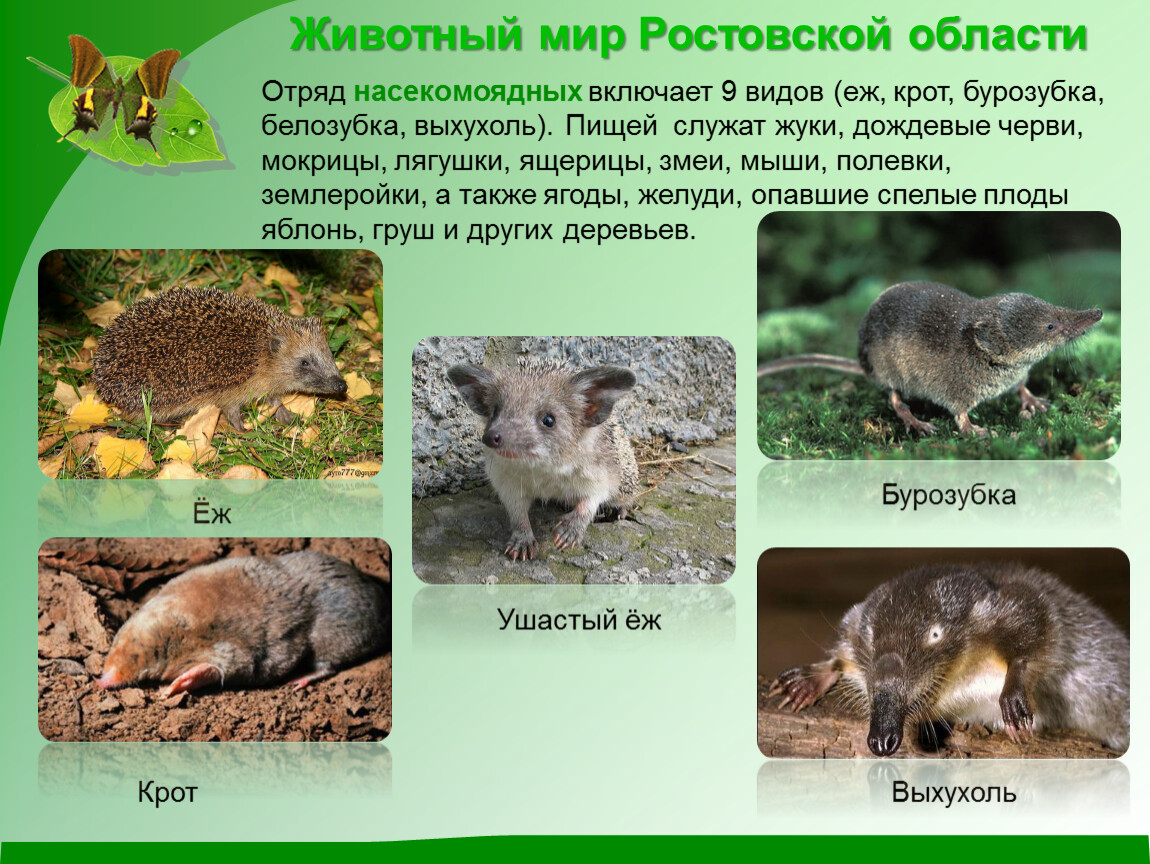 Какие животные обитают в оренбургской области