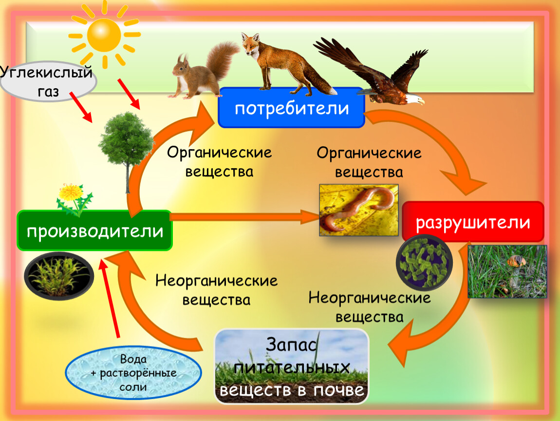 Роль лисы в биологическом круговороте