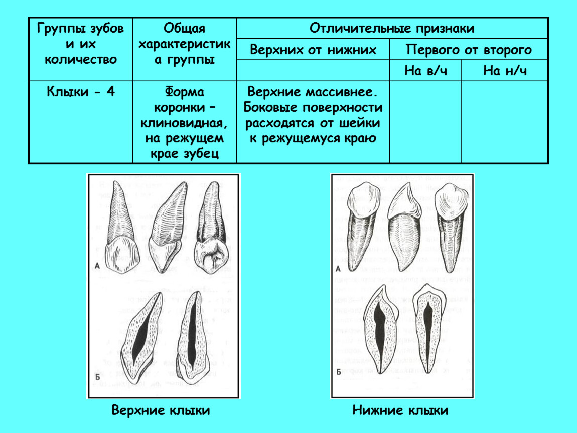 Зуб боковой резец. Группы зубов и их функции. Названия групп зубов. Зубы по группам. Группы зубов схема.