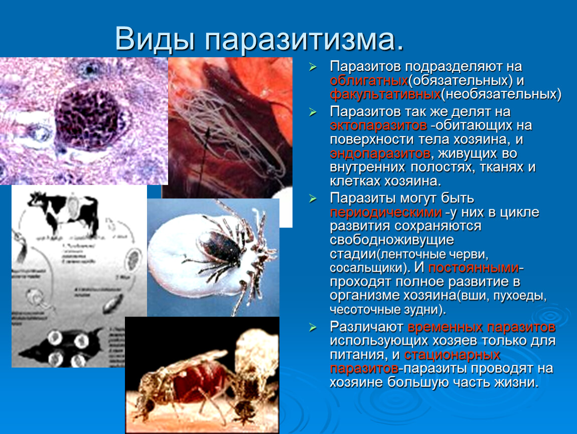 Эктопаразиты это кто. Факультативный паразитизм. Облигатные и факультативные паразиты.