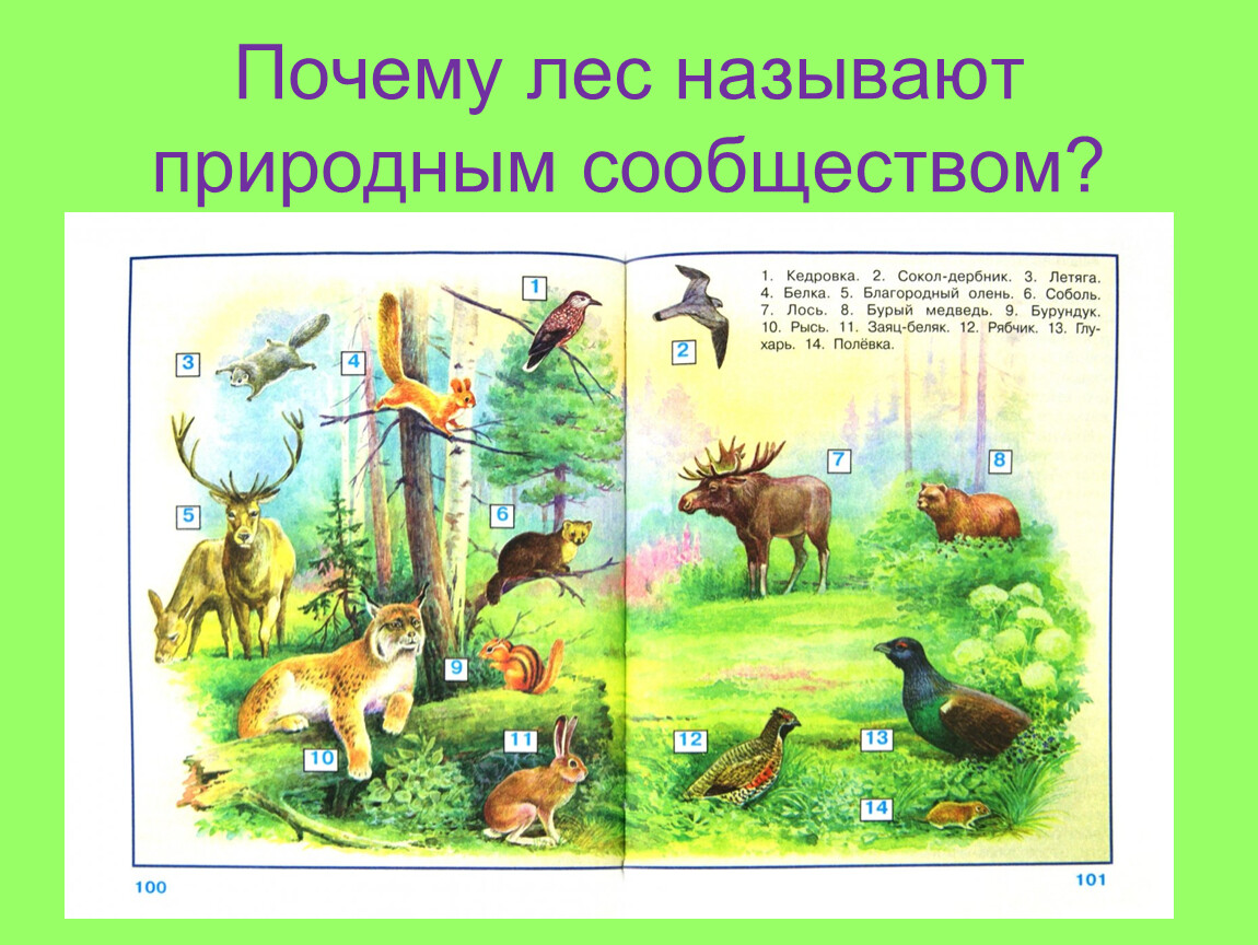 Почему лес природное сообщество. Плешаков а а окружающий мир учебник 4 класс иллюстрации. Окружающий мир 4 класс Плешаков учебник леса России. Иллюстрации в учебнике окружающий.