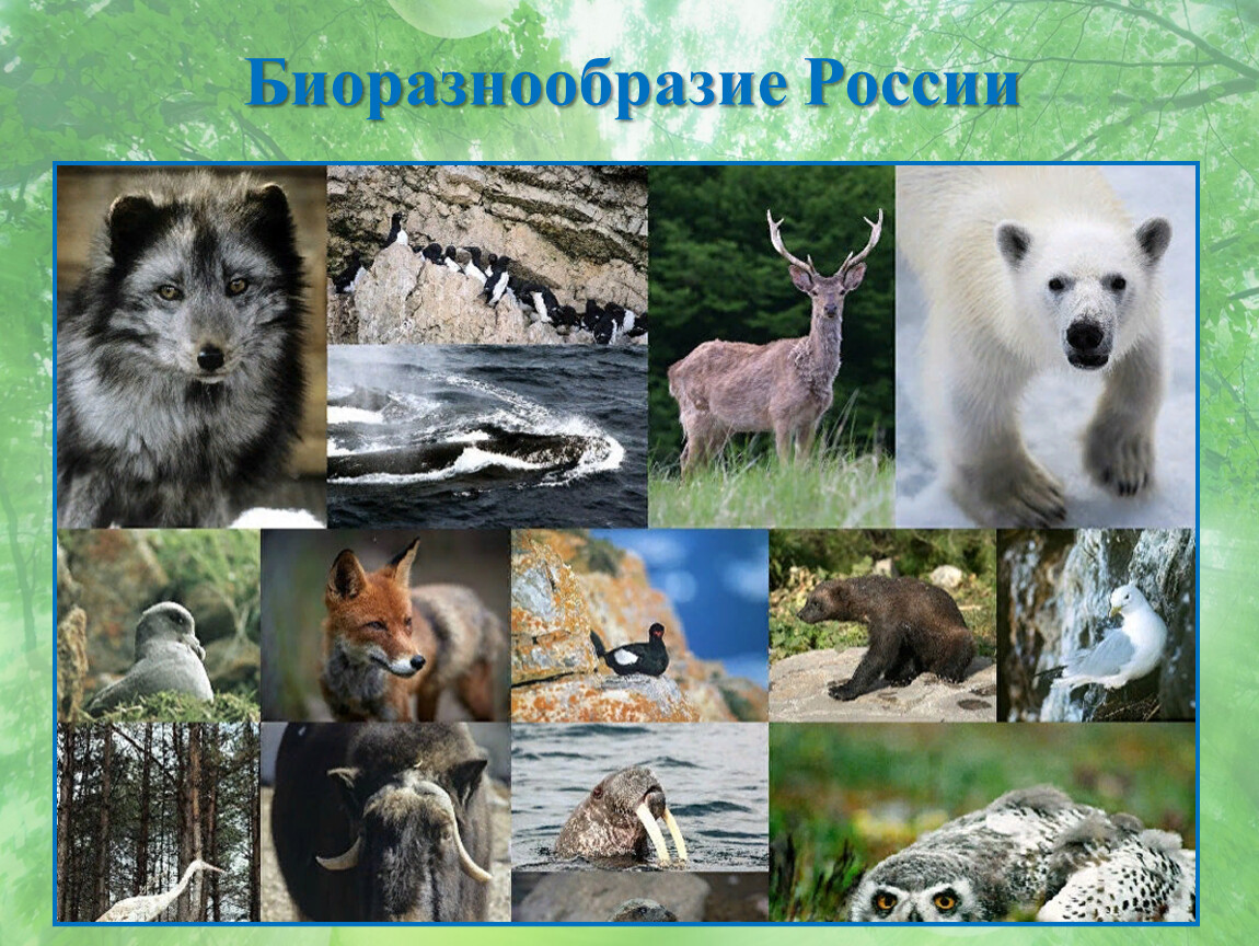 Какие виды обитают. Животный мир России. Флора и фауна России. Животные заповедника. Животные Евразии.