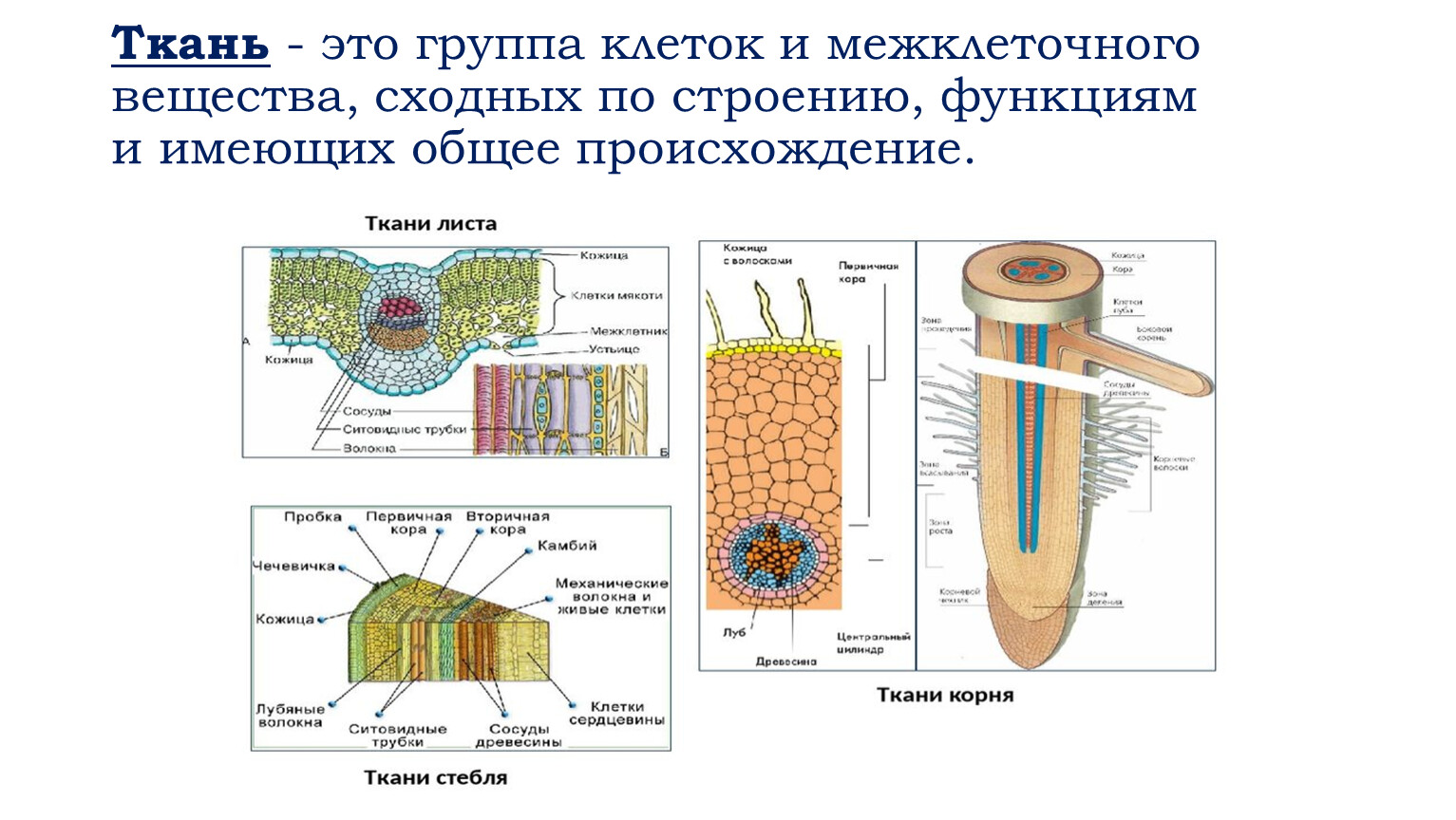 Сердцевина какая ткань у растений. Ткани растений. Ткани это группа клеток сходных по строению. Ткани растений 6 класс биология. Межклеточное вещество строение и функции.