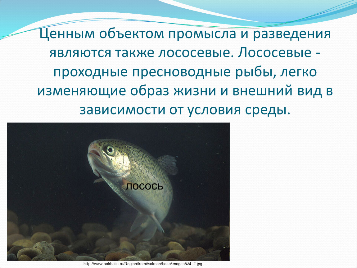 Презентация на тему значение рыб в природе и жизни человека