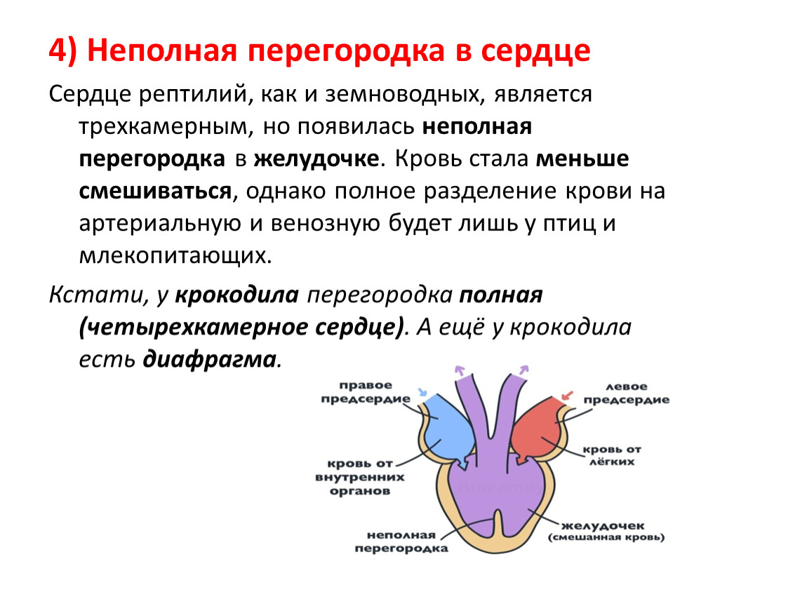 У пресмыкающихся трехкамерное сердце без перегородки. Трехкамерное сердце с перегородкой в желудочке. Неполная перегородка в желудочке сердца. Трёхкамерное сердце с неполной перегородкой в желудочке. Трехкамерное сердце пресмыкающихся.