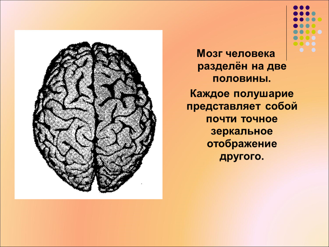 Разделение человека 2. Два полушария мозга. Мозг человека полушария. Симметрия у человека мозг. Мозг разделен на два полушария.