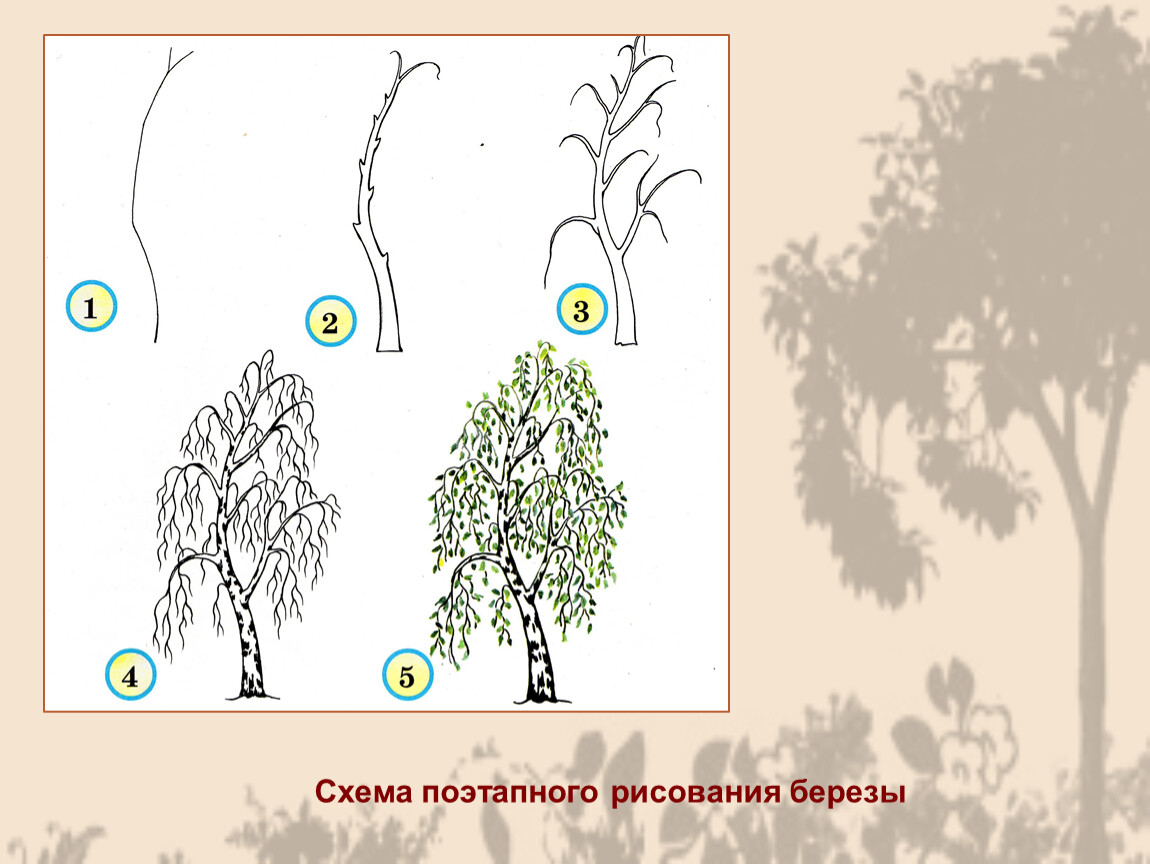 Береза пошагово рисунок