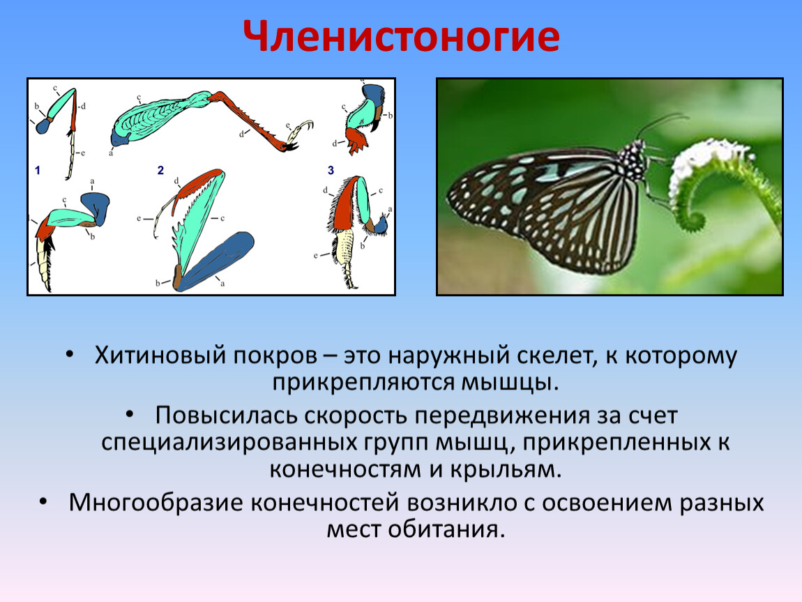 Покров насекомых. Членистоногие Хитиновый Покров. Хитиновый Покров наружный скелет. Функции хитинового Покрова членистоногих. Опорно двигательная система членистоногих.