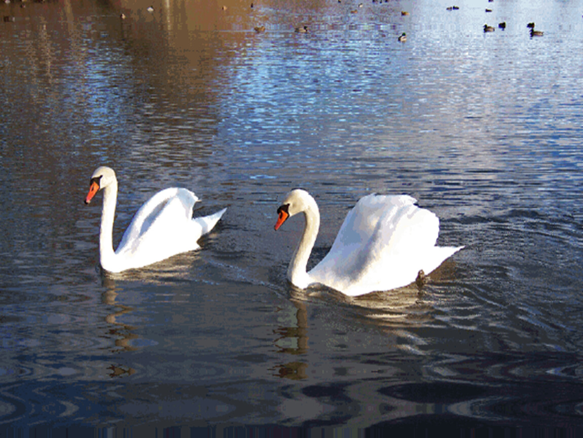 Видео песни лебеди. Лебединое озеро белый лебедь. Лебеди на озере. Два лебедя. Лебеди анимация.