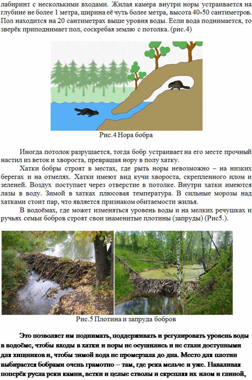 Жилая камера внутри норы устраивается на глубине не более 1 метра, ширина её чуть более метра, высота 40-50 сантиметров