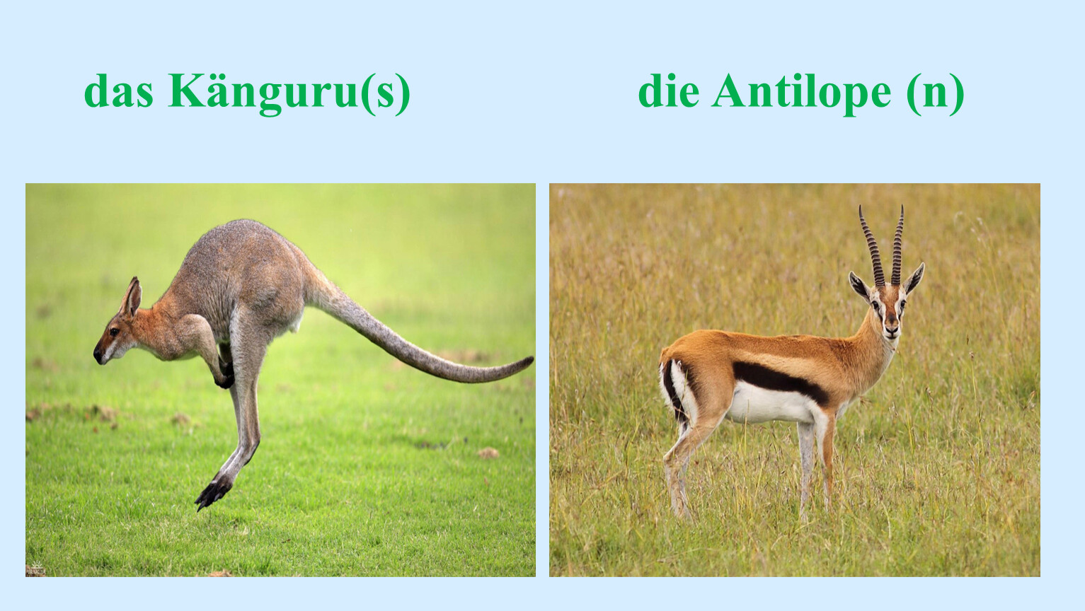 Känguru(s) die