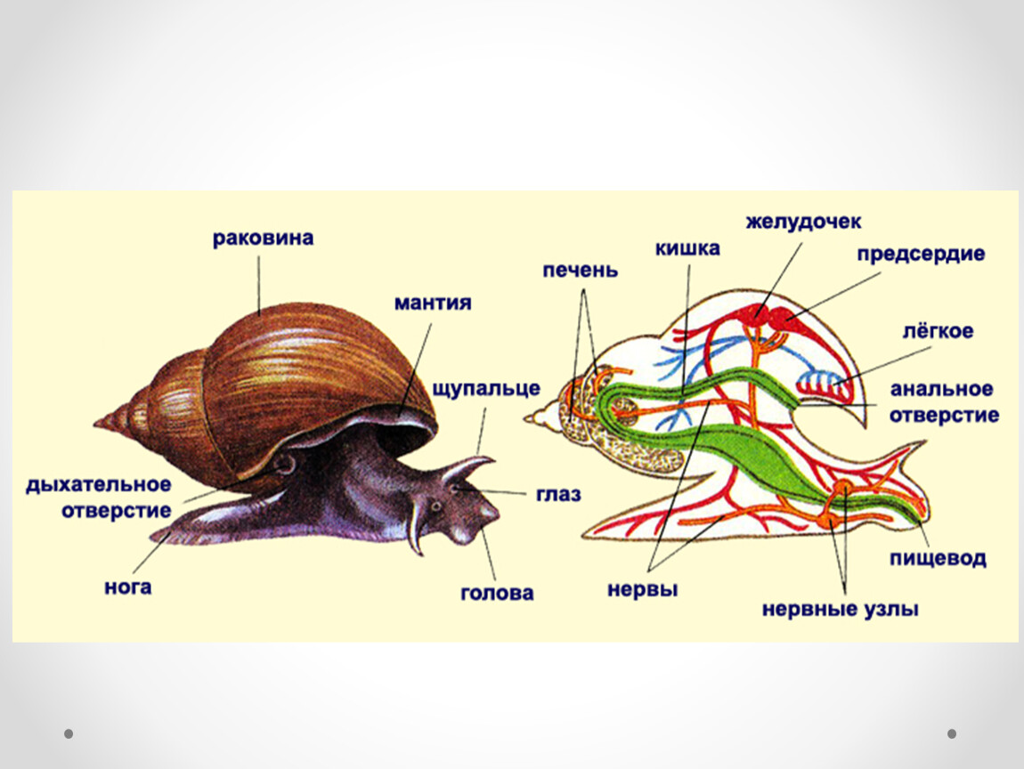 Туловище моллюсков. Строение брюхоногих Виноградная улитка. Класс брюхоногие строение улитки. Тип моллюски класс брюхоногие системы органов. Внутреннее строение улитки брюхоногие моллюски.