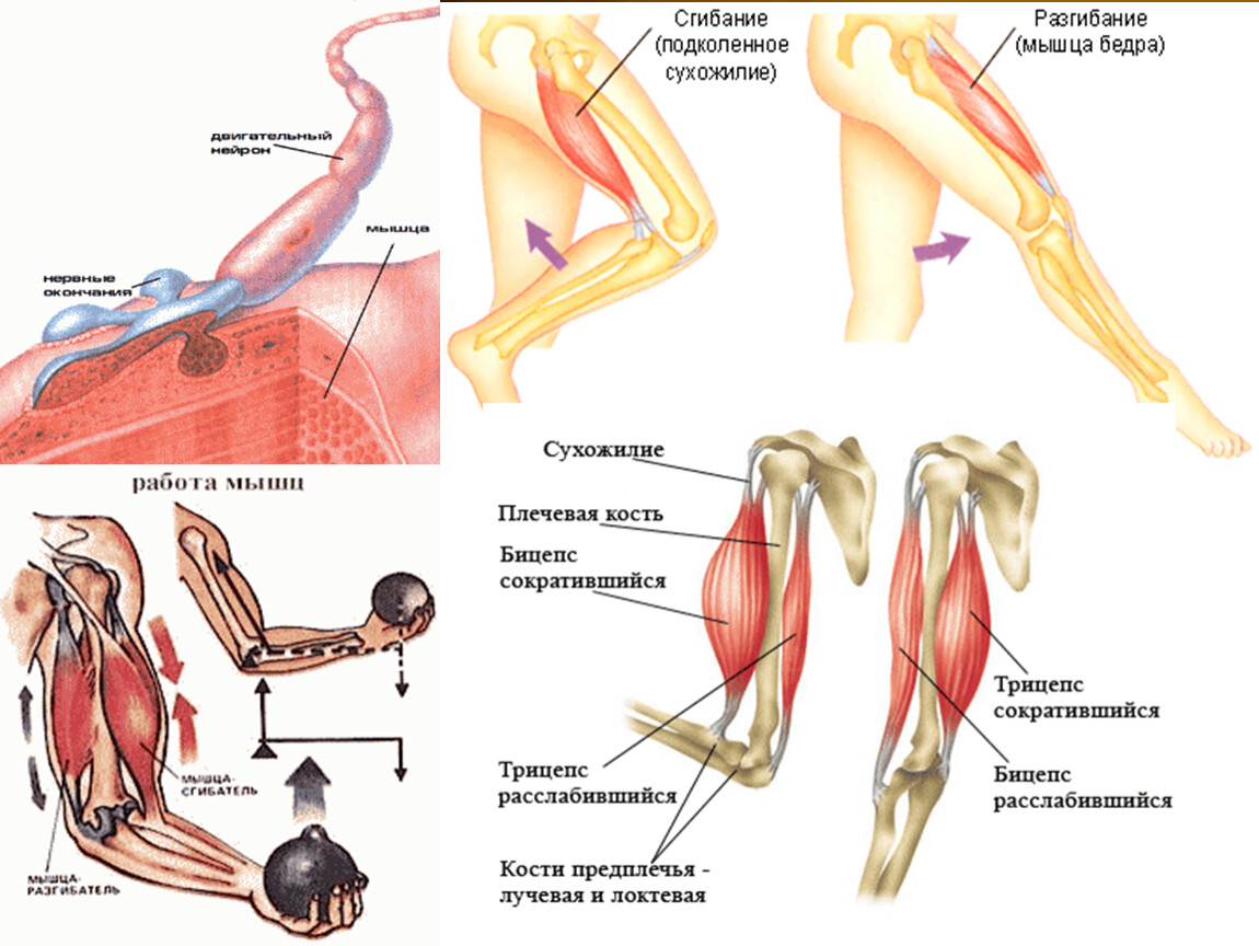 Кости мышцы сухожилия. Мышцы сгибания и разгибания. Мышцы сгибатели бедра. Разгибание бедра анатомия. Сгибание подколенного сухожилия.