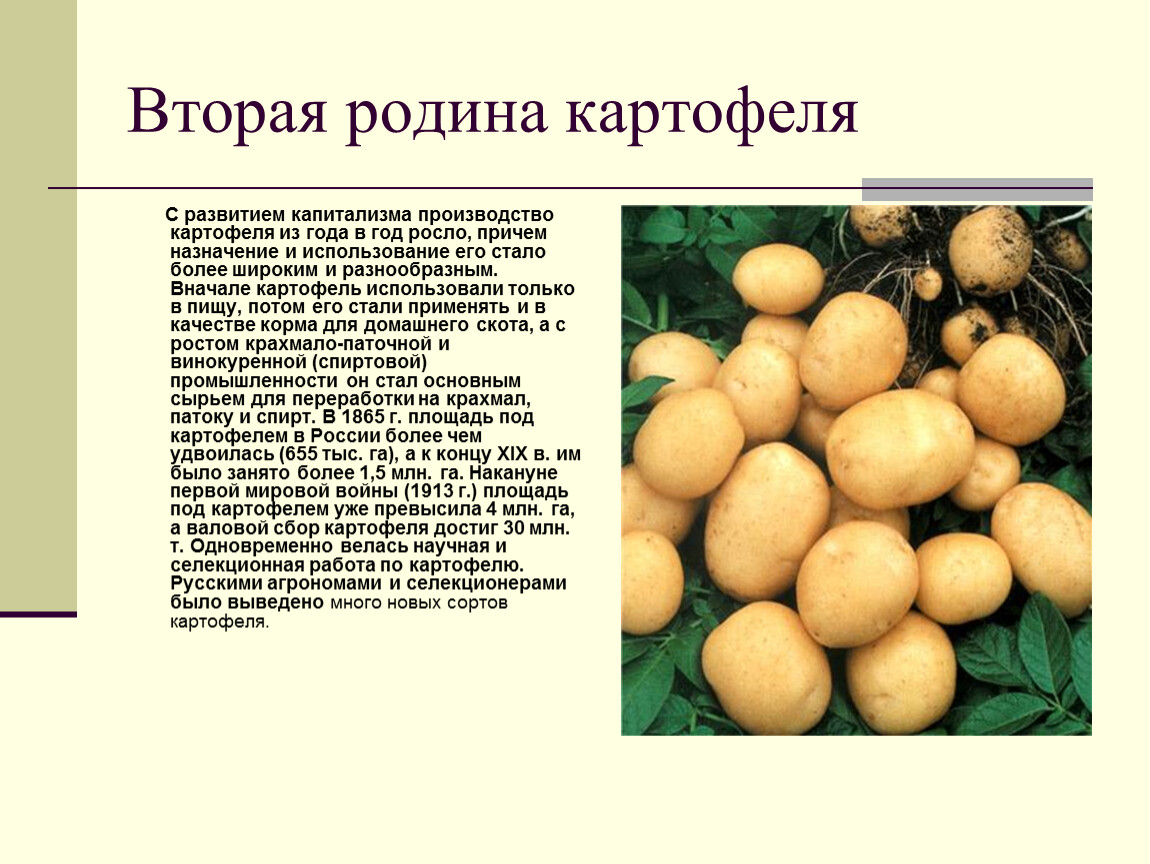 Сколько лет картофелю. Картофель культурное растение. Характеристика картофеля. Описание картошки. Презентация на тему картофель.