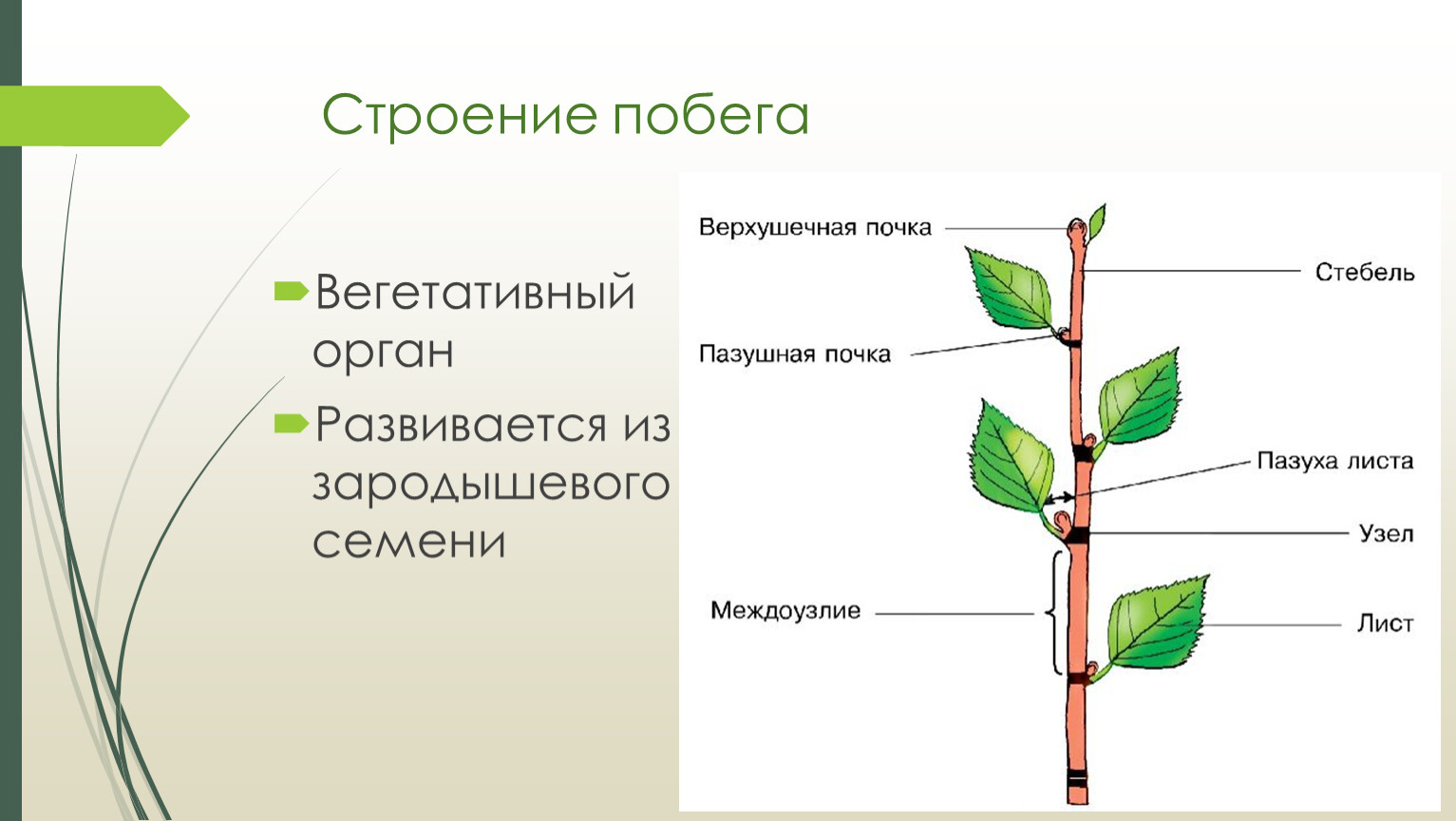 Побеги бывают