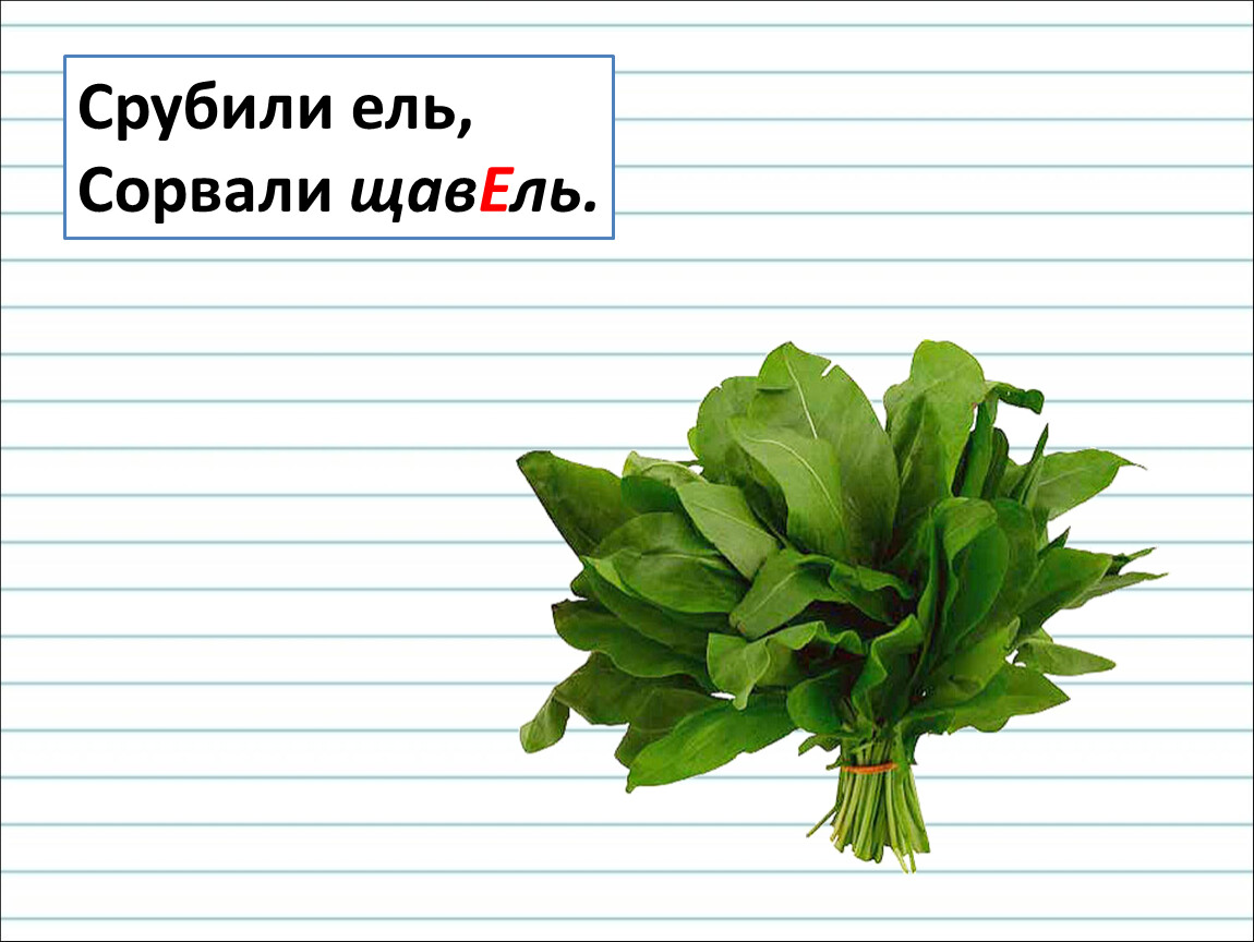 Ударный звук в слове щавель. Срубили ель сорвали щавель. Щавель схема. Щав схема. Загадка про щавель.