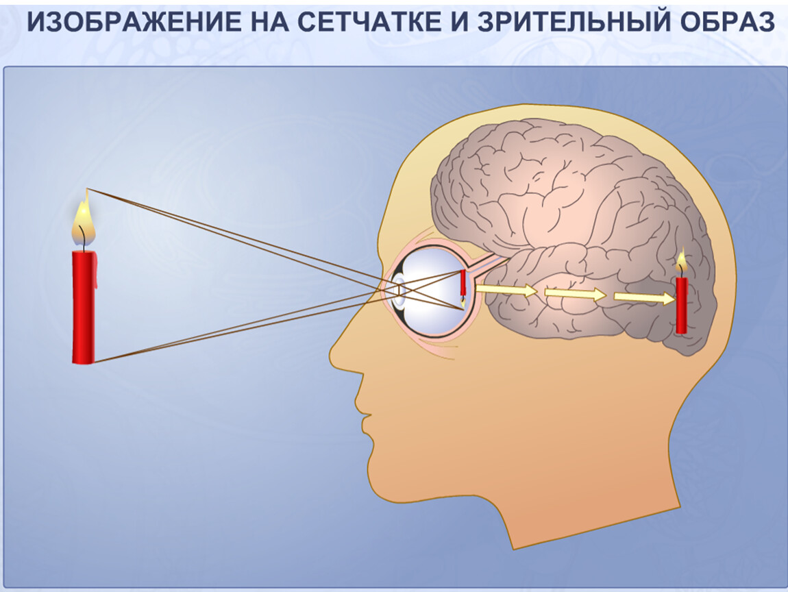 Как получается и воспринимается изображение глазом физика 8 класс