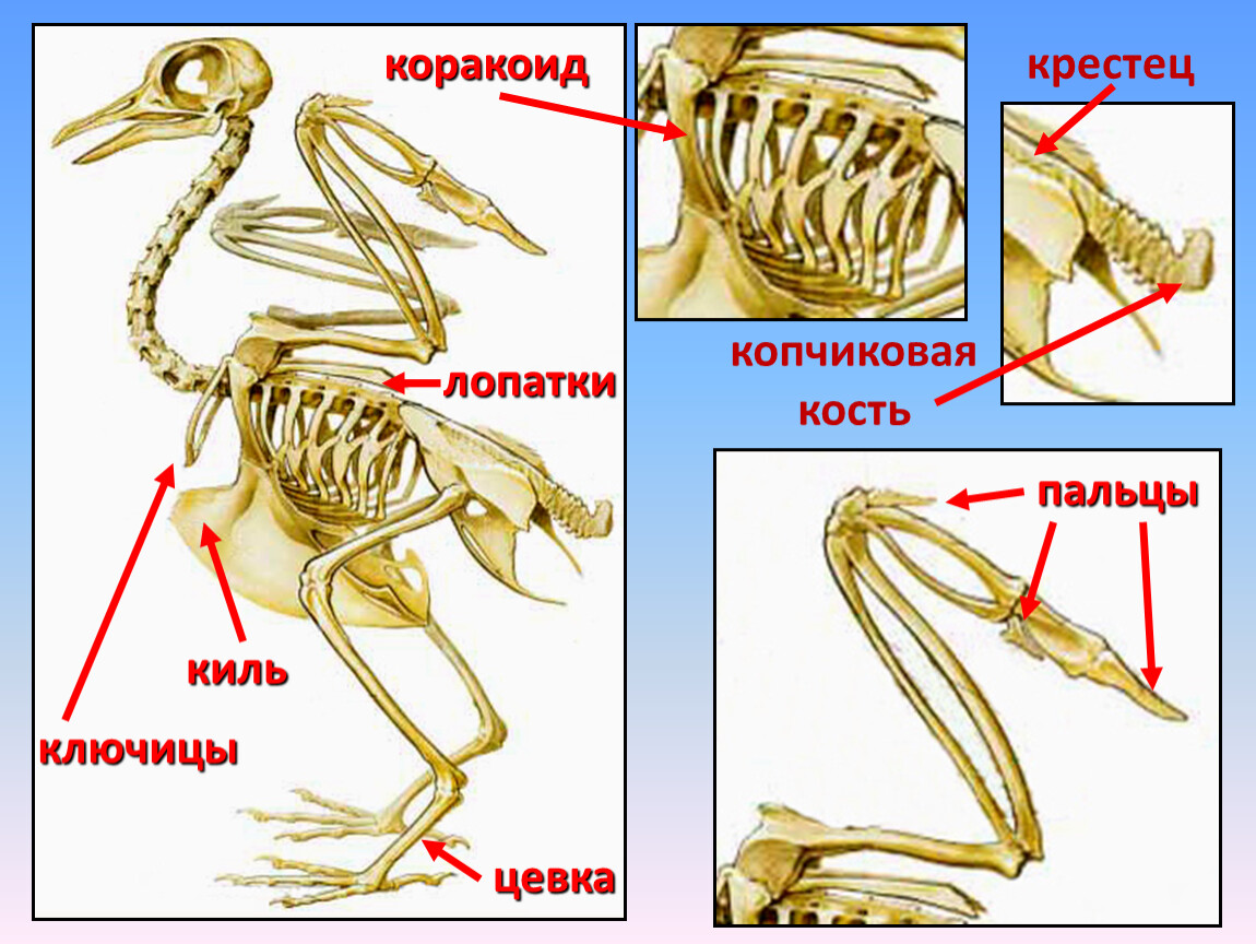 Вилочка у птиц это. Скелет лягушки коракоиды. Коракоид у птиц. Коракоиды у человека. Коракоид Воронья кость.