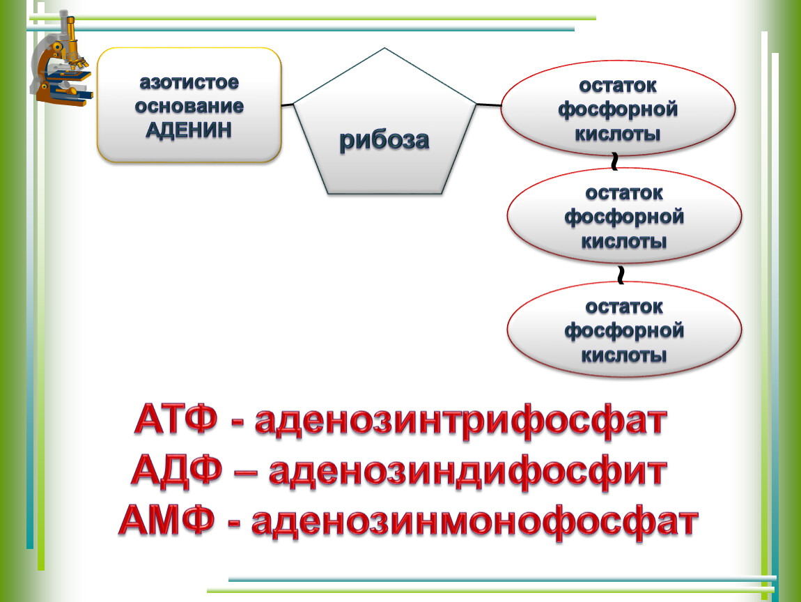 Остаток фосфорной кислоты атф