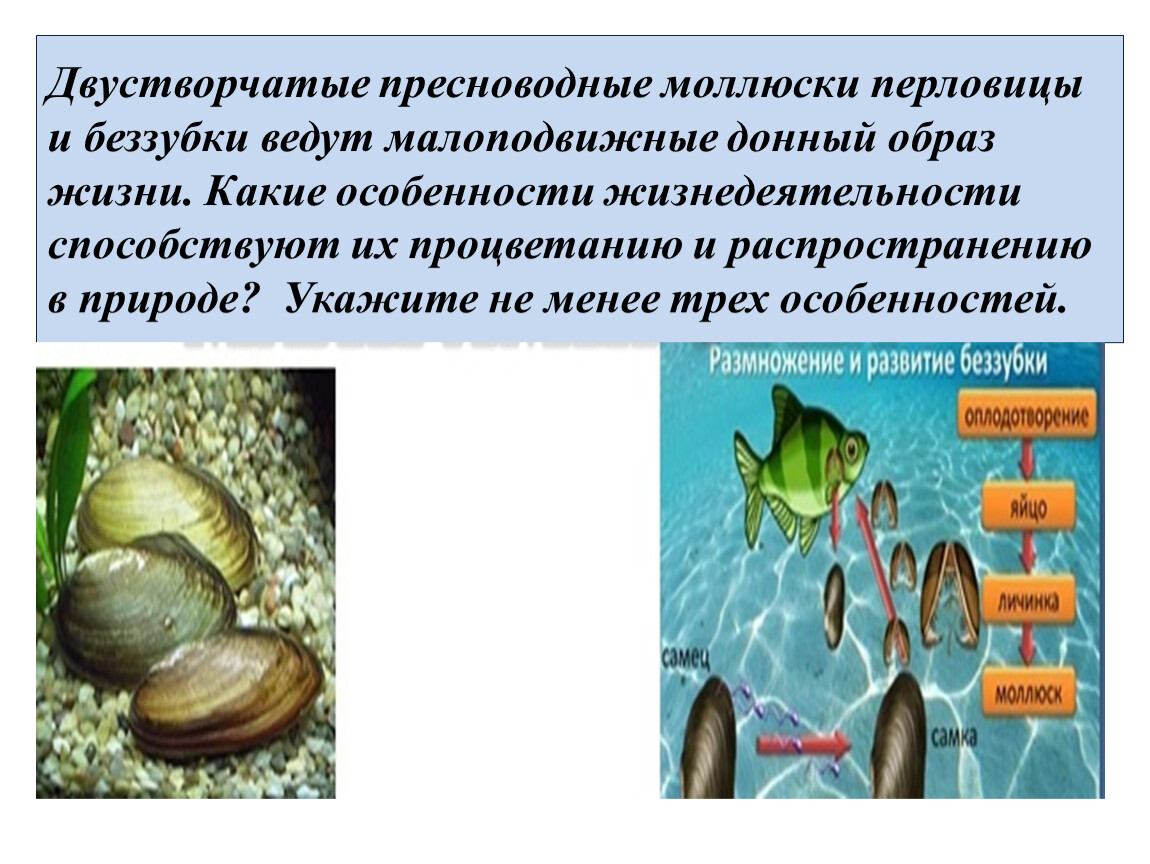 Питание моллюсков. Размножение беззубки моллюсков. Пресноводный двустворчатый моллюск беззубка. Перловица класс двустворчатые. Класс двустворчатые беззубка размножение.