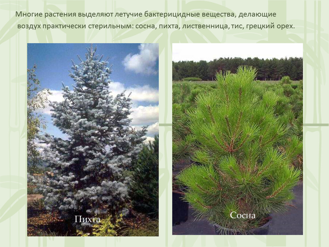 Отличие пихты от елки фото и описание
