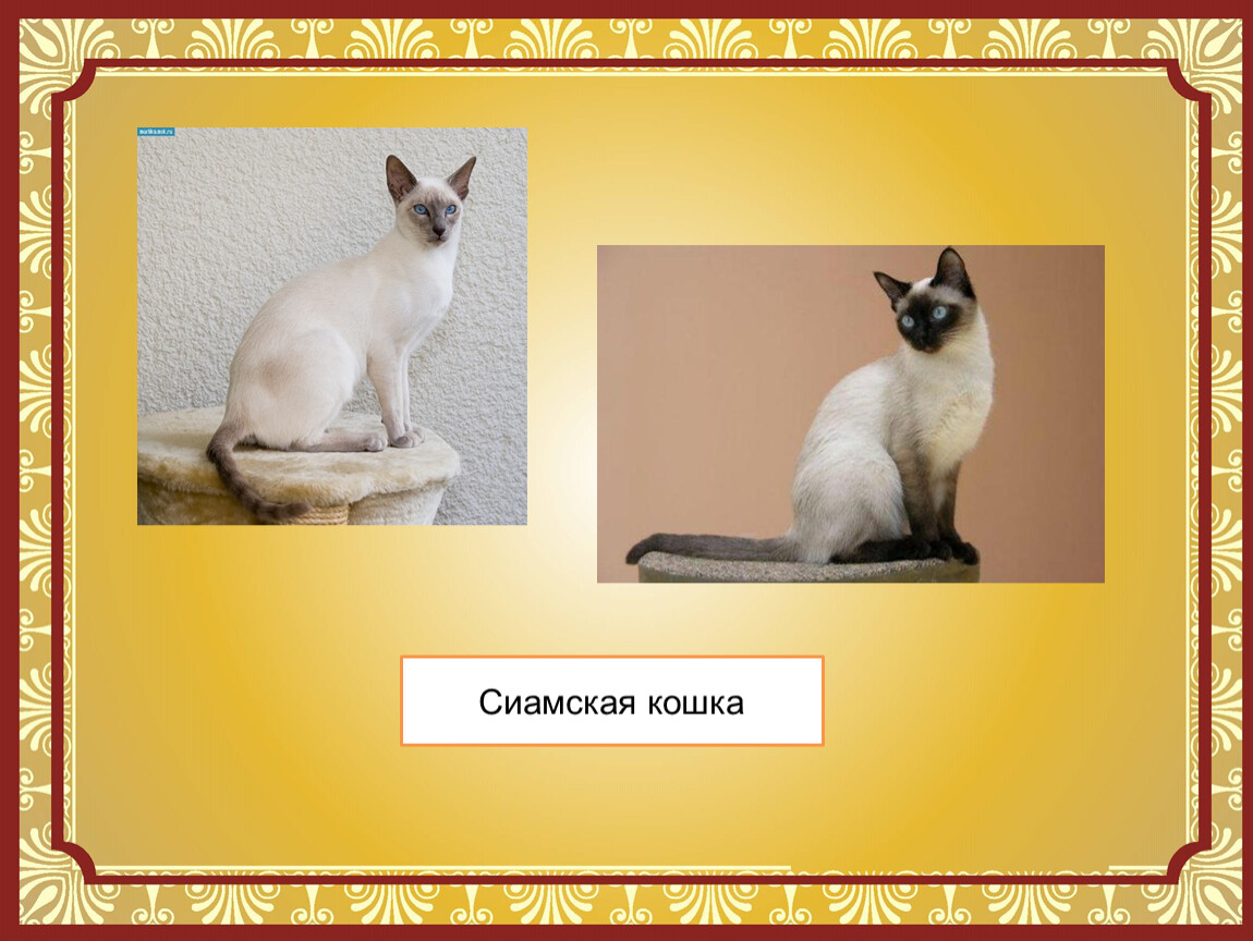 Сиамская кошка презентация