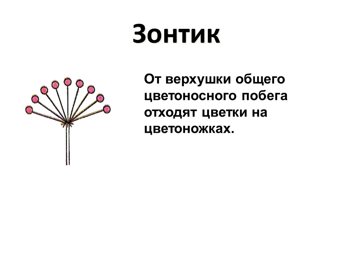 Особенности строения соцветий как цветоносных побегов. Строение соцветия зонтик. Цветоносный побег.