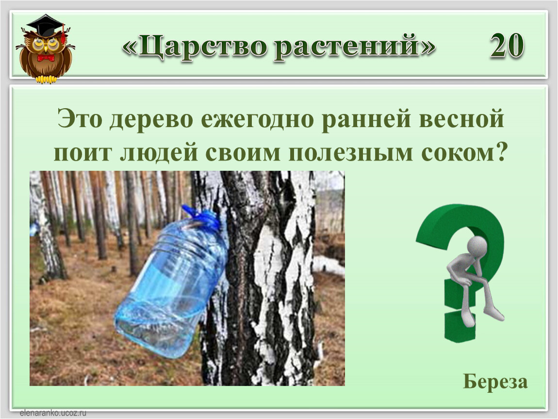 Кто написал песню березовый сок. Буратино березовый сок. Вопросы по теме берёзовый сок.