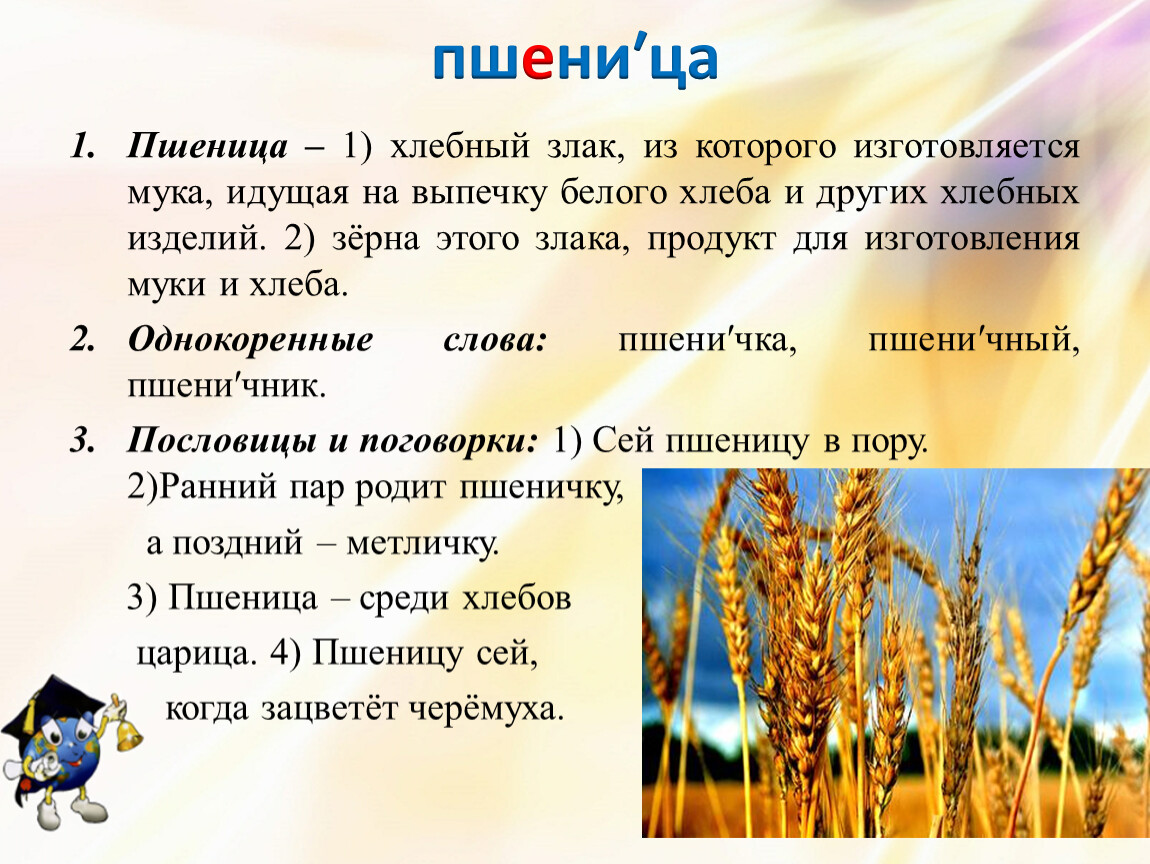 Работа пшеничное. Зерновые и хлебные злаки. Зерновые культуры задание для детей. Хлебные злаки на полях России. Пшеница это хлебный злак.