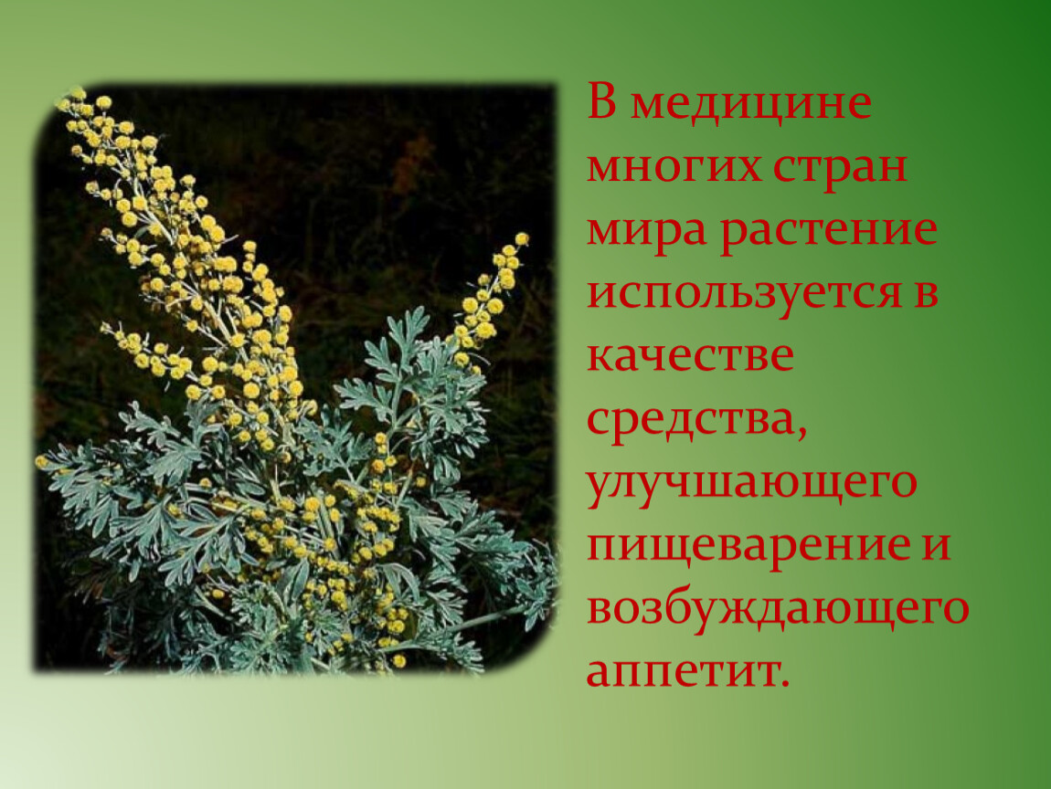 Трава у нашего дома 2 класс перспектива. Сообщение о растения Иване -даматье в сокращении.