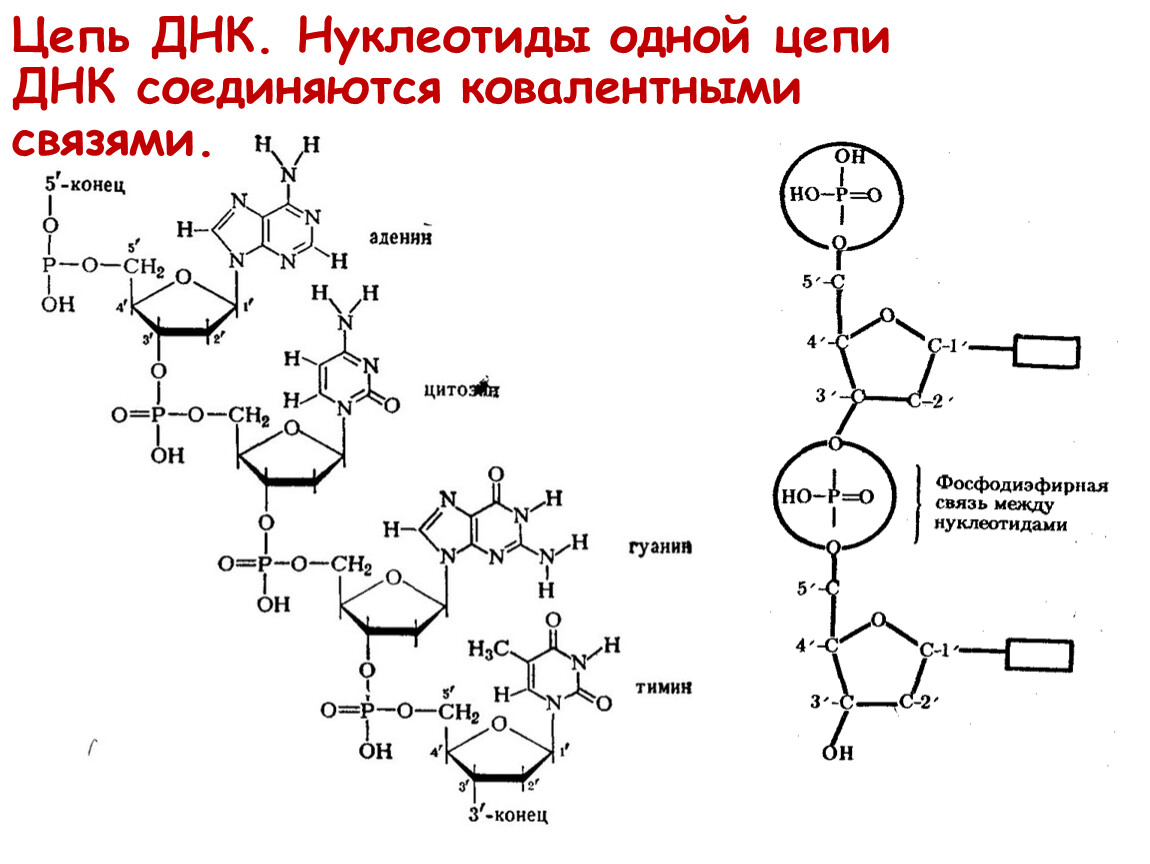Химические соединения днк. Структура нуклеотида схема. Схема соединительной нуклеотида ДНК. ДНК цепочка нуклеотидов. Цепочка ДНК структура.