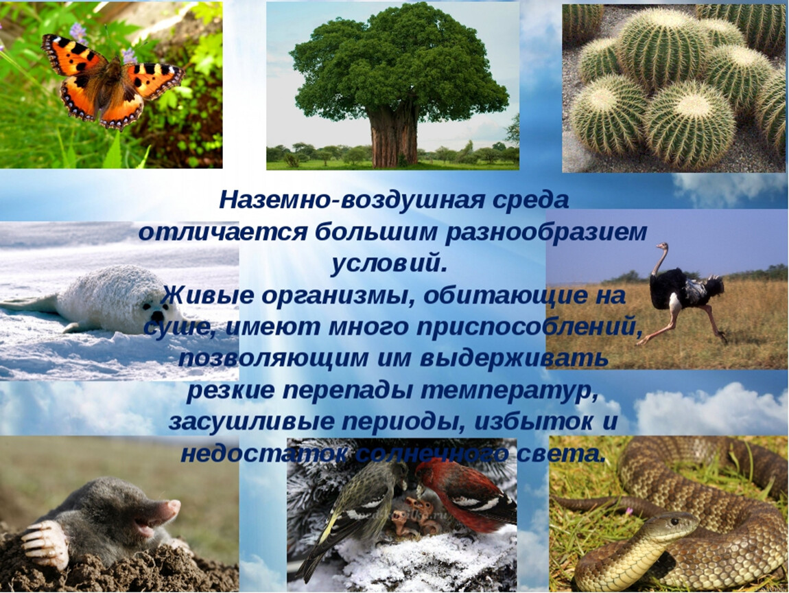 Наземно воздушная среда обитания название живых организмов. Наземно-воздушная среда 5 класс биология. Наземноводзудашная среда обитания. Приспособление растений к наземно-воздушной среде. Организмы наземно-воздушной среды обитания.