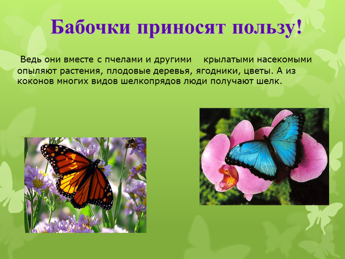 Класс насекомые бабочки. Польза бабочек. Полезное насекомое бабочка. Презентация на тему бабочки. Презентация бабочки для дошкольников.