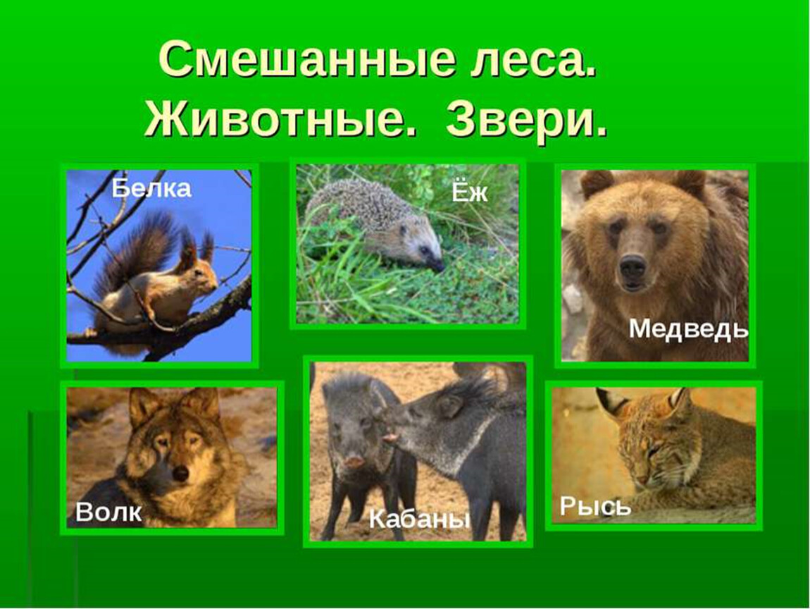Какие звери находятся. Животные смешанных лесов. Животные смешанных лесов России. Обитатели смешанных лесов животные. Животный МИРМИР смешанных лесов.