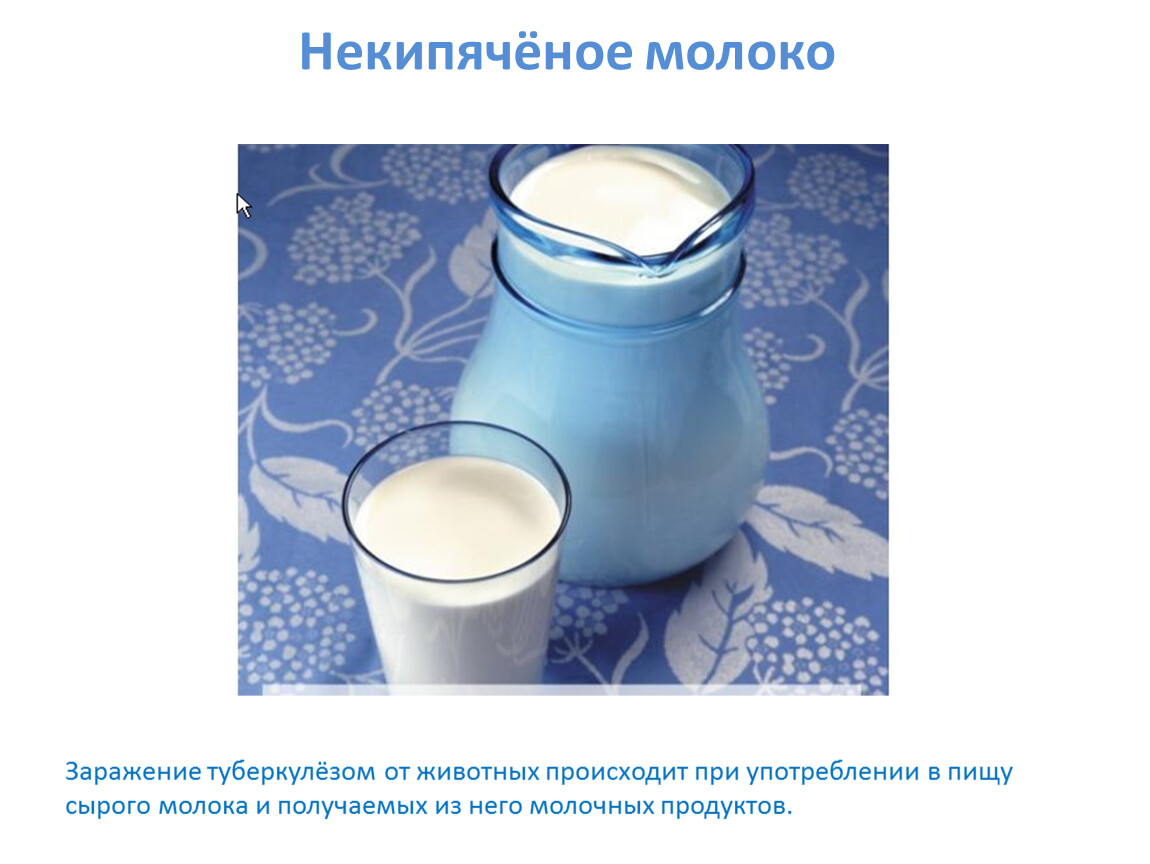 Можно ли пить больным молоко. Некипяченое молоко. Не кипяченое молоко. Молоко зараженное туберкулёзом.