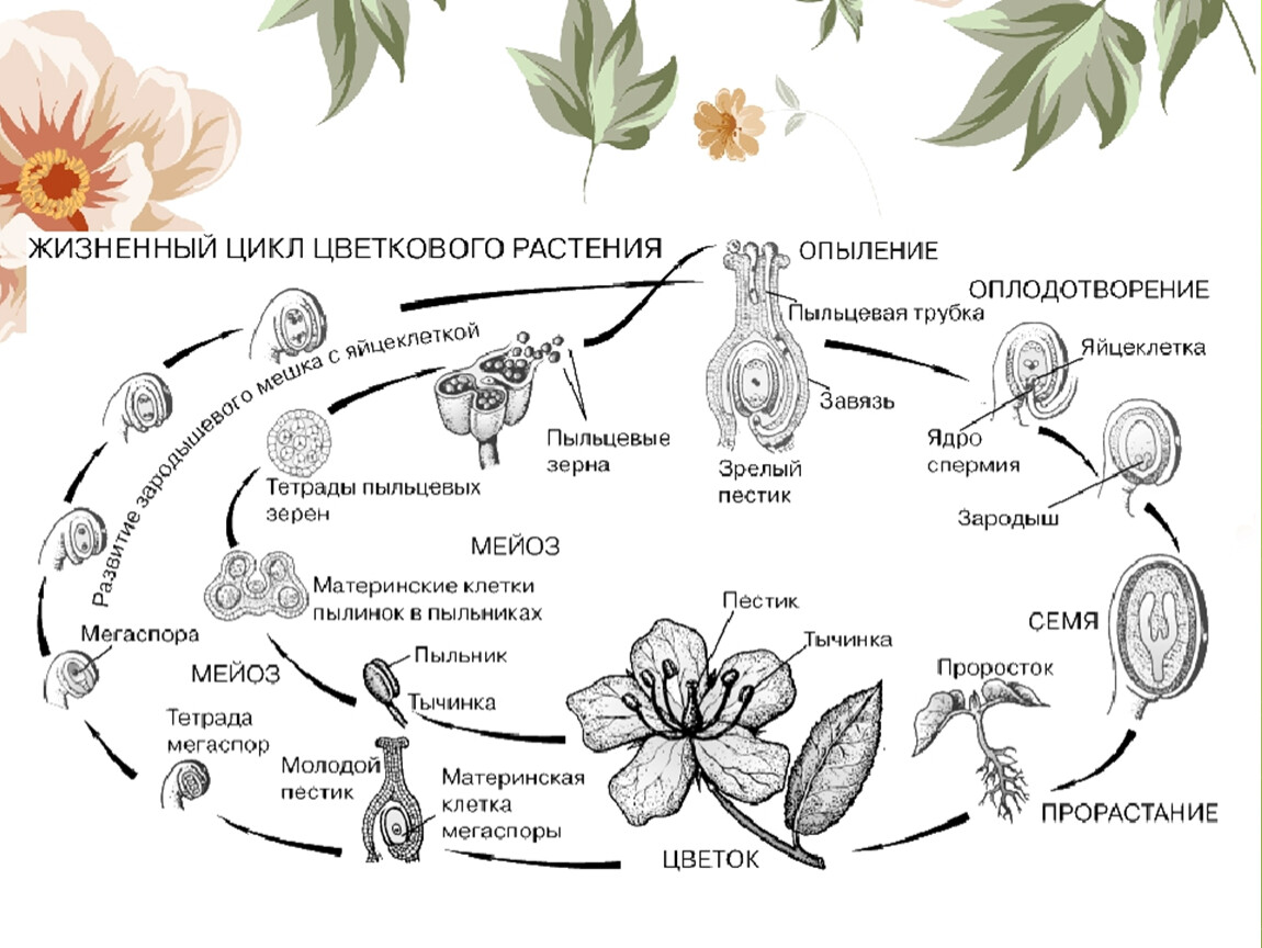 Жизненные циклы егэ биология задания. Цикл развития покрытосеменных растений. Жизненный цикл покрытосеменных схема. Цикл развития покрытосеменных растений схема. Жизненный цикл покрытосеменных растений схема.