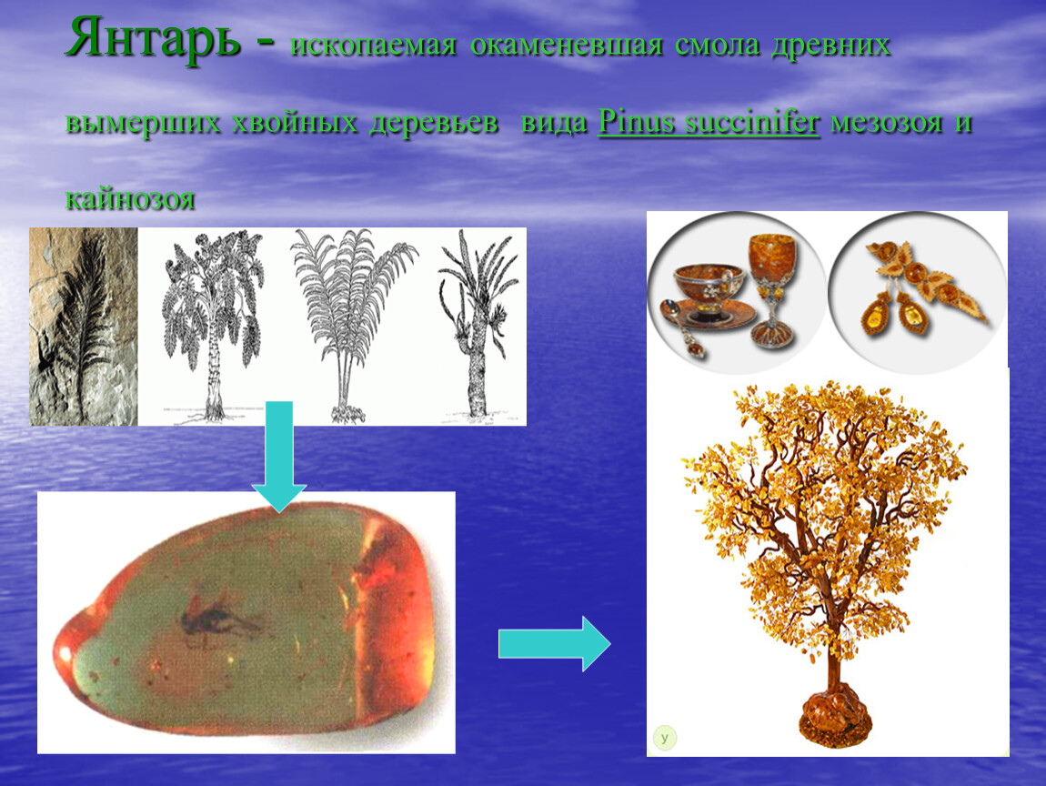 Окаменевшая смола хвойных