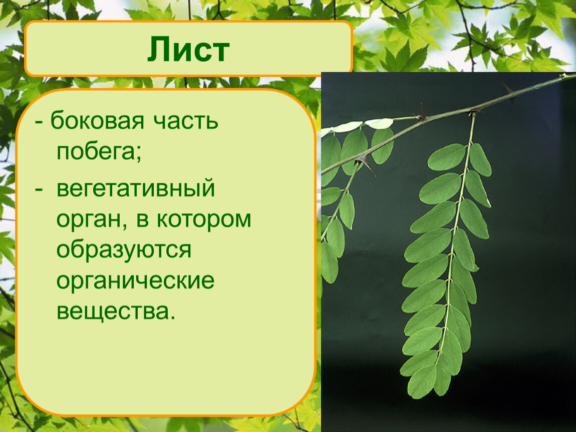 Боковой орган растений. Лист боковая часть побега. Лист боковой орган побега. Лист это в биологии. Листья биология презентация.