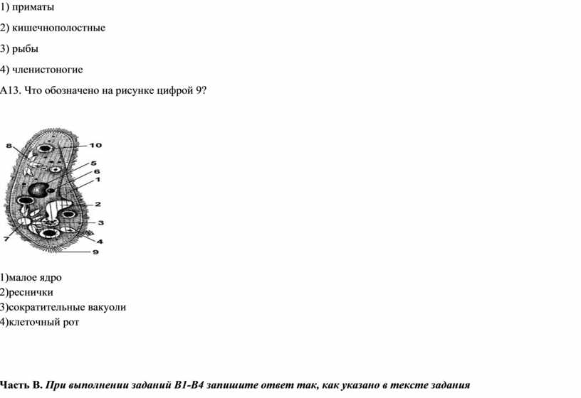 Как называют изображенное на рисунке клеточное образование