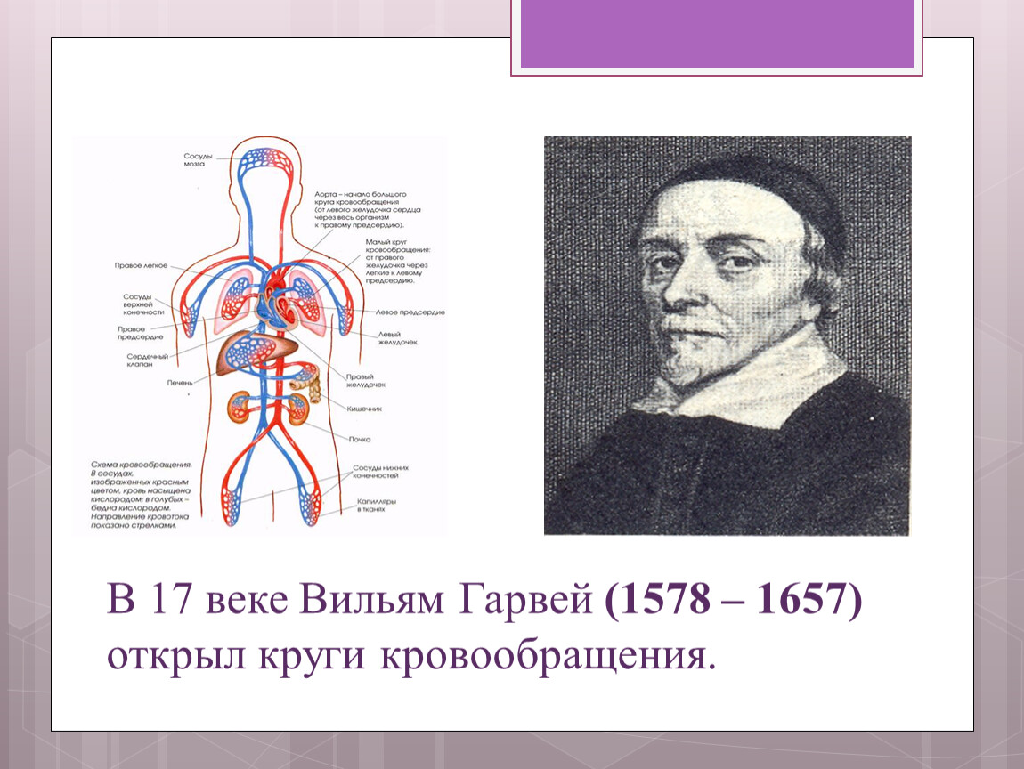 Кровообращение биология 8. Уильям Гарвей открытие кровообращения. Уильям Гарвей круги кровообращения. Уильям Гарвей большой круг кровообращения. Малый круг кровообращения Гарвей.