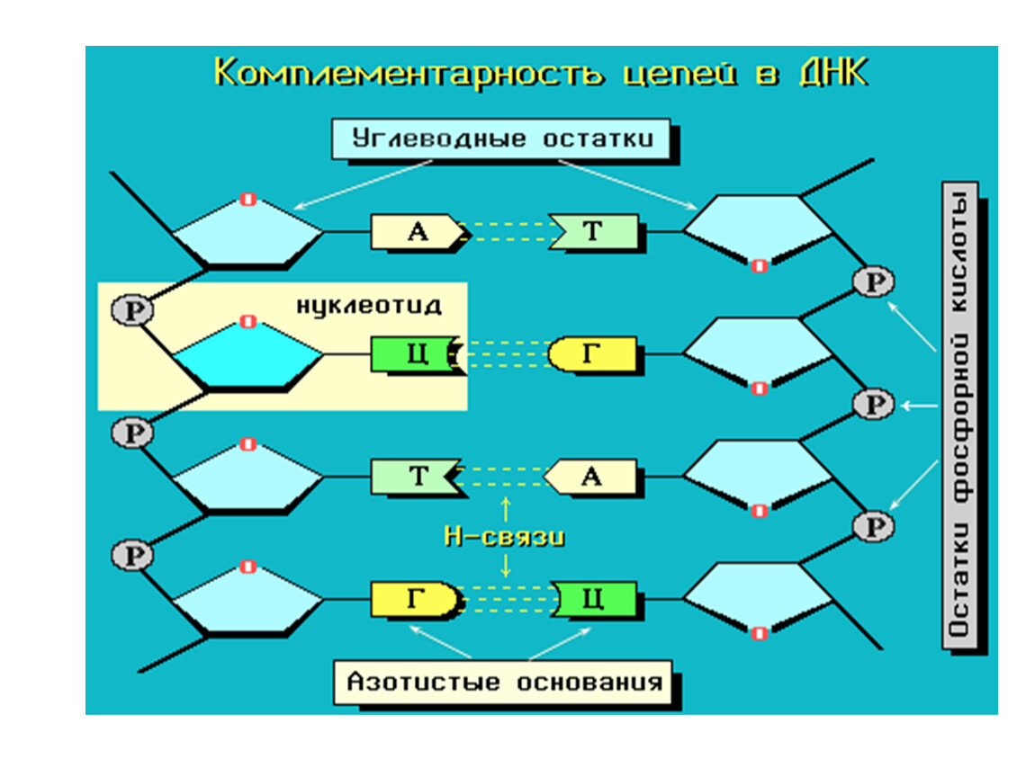 Цепь днк 12 нуклеотидов. Комплементарность цепей ДНК. Комплементарность 3 цепей ДНК. Комплементарные пары нуклеотидов в РНК. Комплементарные пары азотистых оснований в РНК.