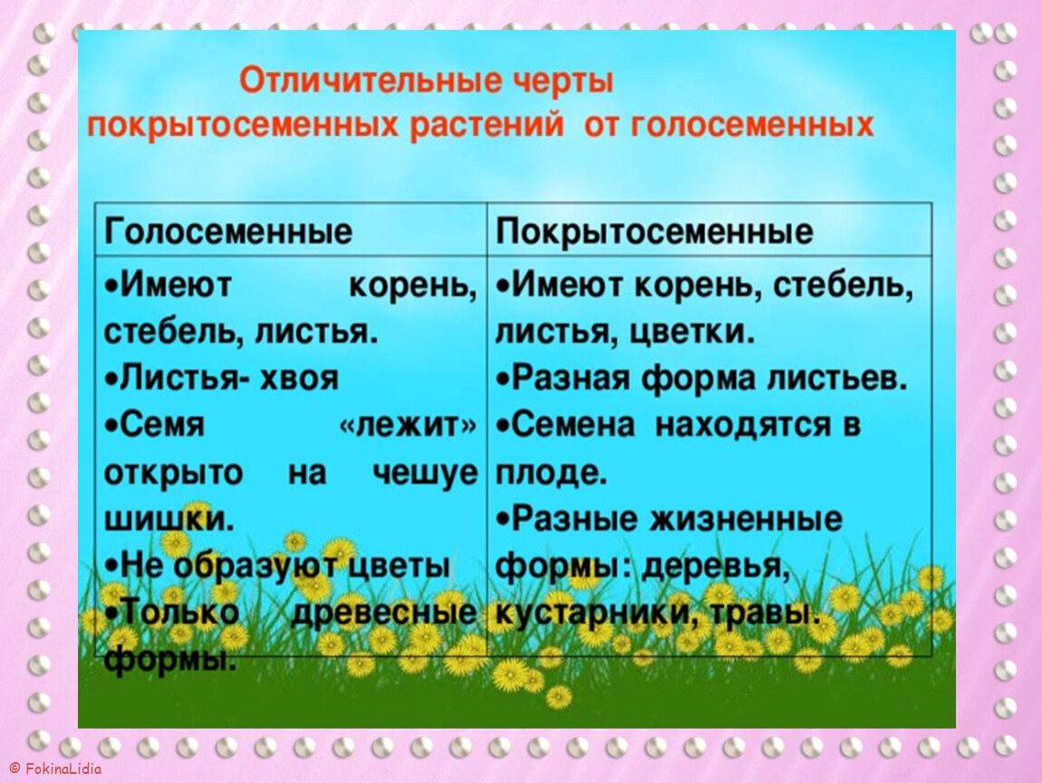 Голосеменные и покрытосеменные