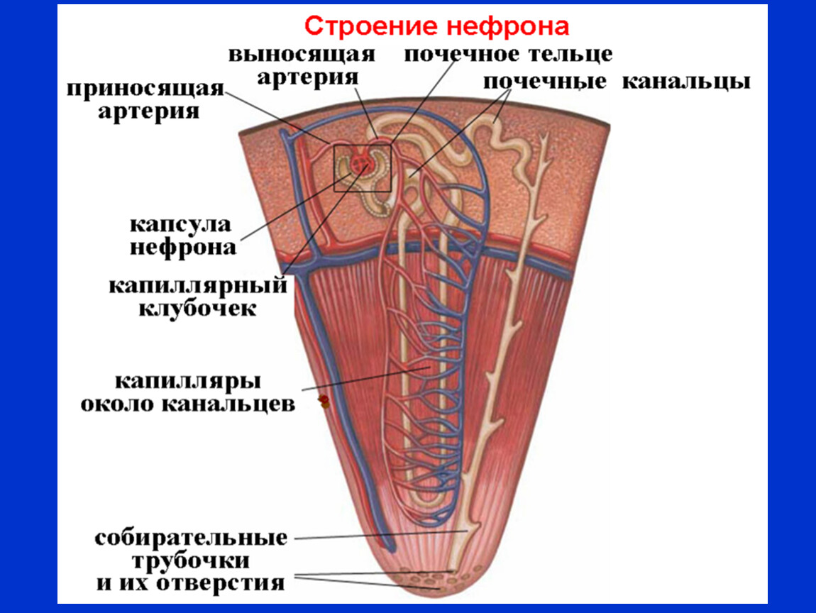 Собирательные трубочки пирамид. Структура нефрона почки. Строение нефрона почки анатомия. Строение почки канальцы. Строение нефрона анатомия.