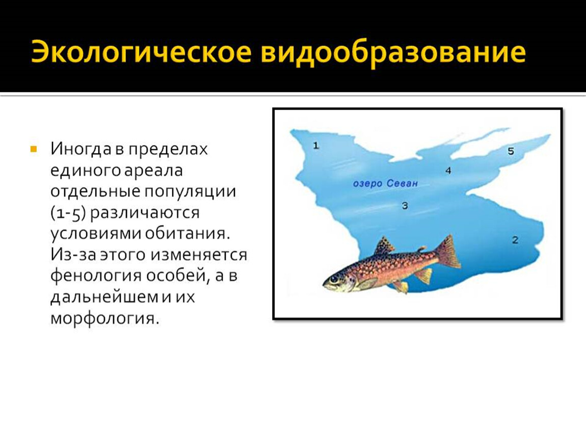 Экологическое видообразование презентация