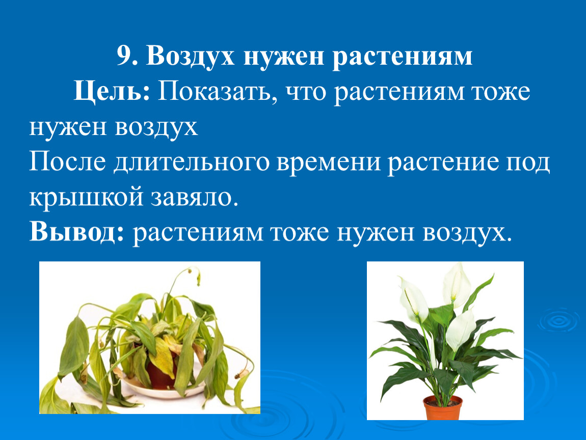 Воздух для растений. Растениям нужен воздух. Зачем растениям нужен воздух. Для чего растениям нужны цветки.