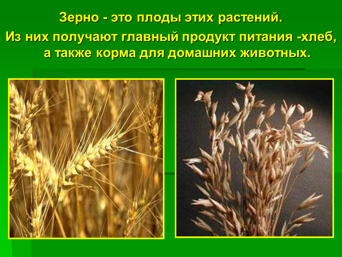 Зерновые растения презентация. Зерновые культурные растения. Пшеница интересная информация. Культурные растения пшеница.